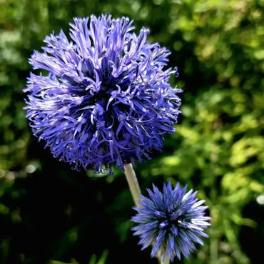 Globe Thistle Seeds - Verdseeds