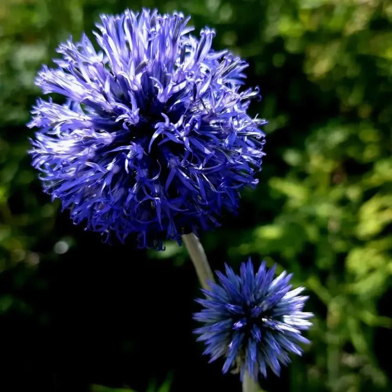 Globe Thistle Seeds - Verdseeds