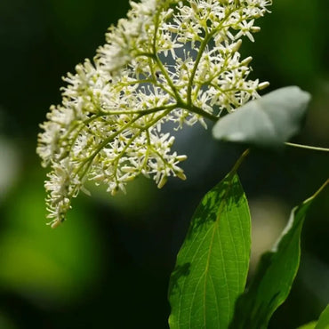 Glossy Dogwood Seeds - Verdseeds