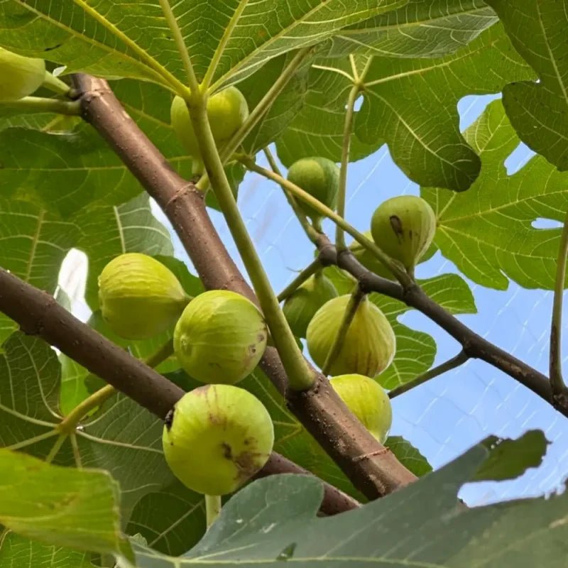 Golden Aofen Fig Seeds - Verdseeds