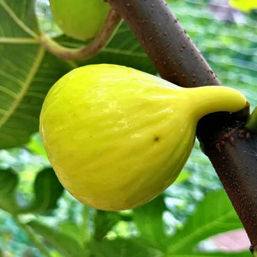 Golden Aofen Fig Seeds - Verdseeds