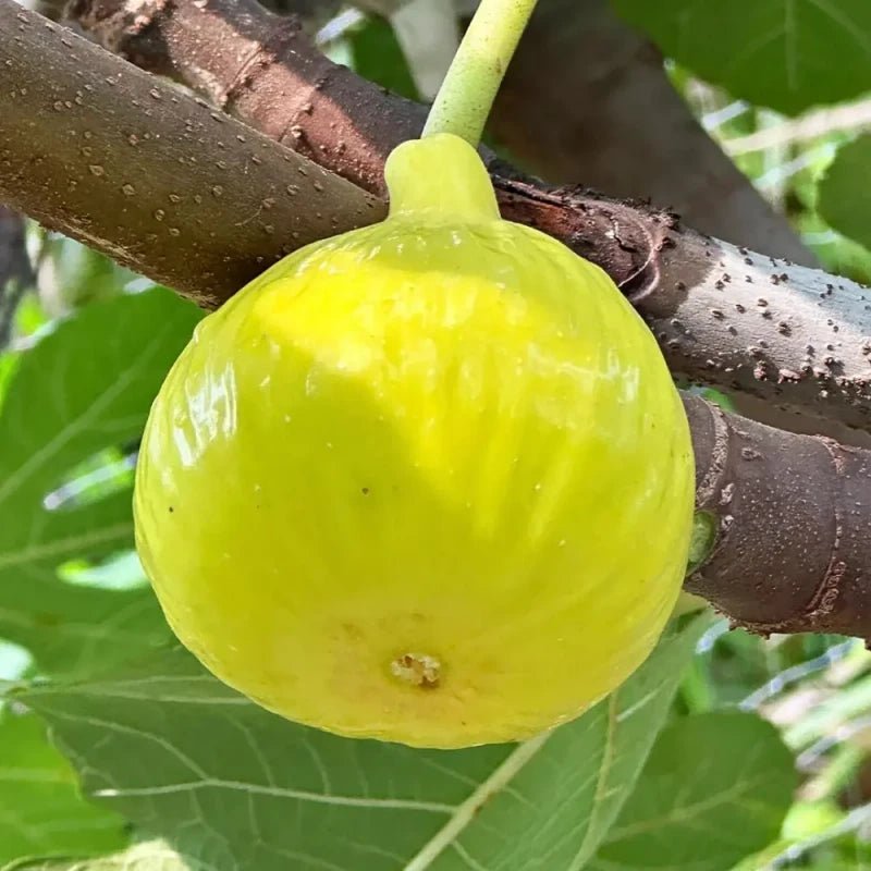 Golden Aofen Fig Seeds - Verdseeds
