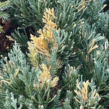 Golden Arborvitae Seeds - Verdseeds