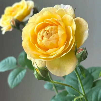 Golden Celebration Rose Seeds - Verdseeds
