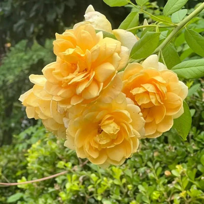 Golden Celebration Rose Seeds - Verdseeds