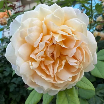 Golden Celebration Rose Seeds - Verdseeds