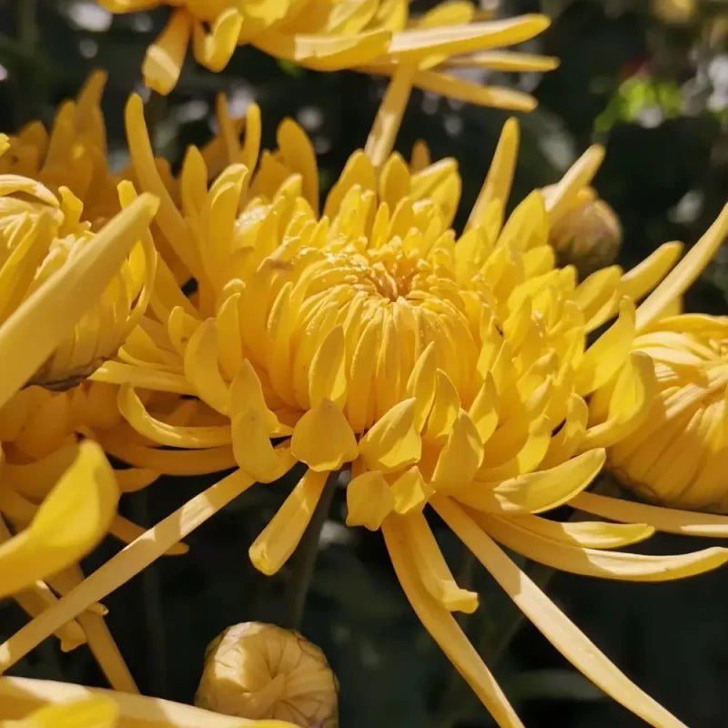 Golden Emperor Edible Chrysanthemum Seeds - Verdseeds