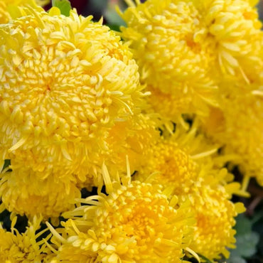 Golden Emperor Edible Chrysanthemum Seeds - Verdseeds