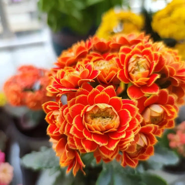 Golden Fox Kalanchoe Seeds - Verdseeds