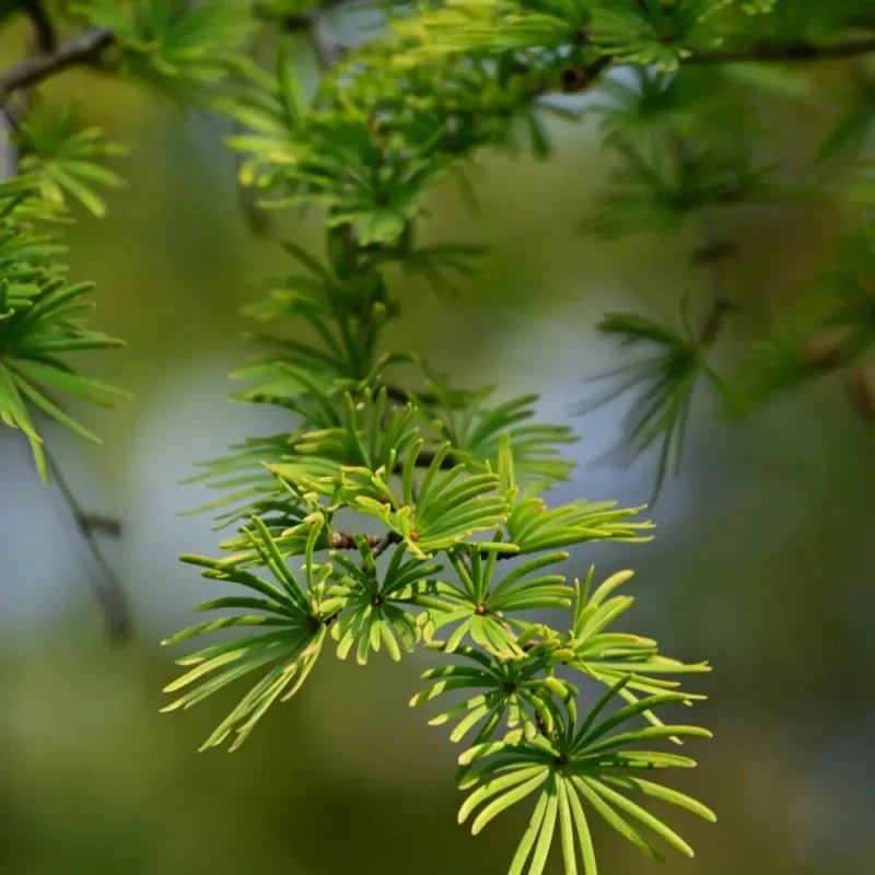 Golden Larch Seeds - Verdseeds