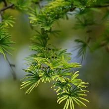 Golden Larch Seeds - Verdseeds