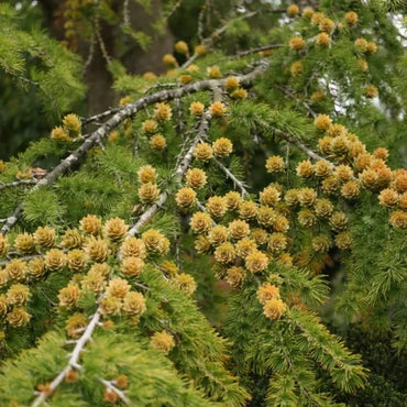 Golden Larch Seeds - Verdseeds