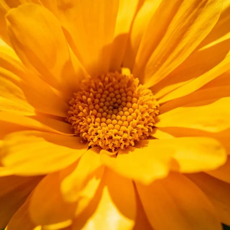 Golden Marigold Seeds - Verdseeds