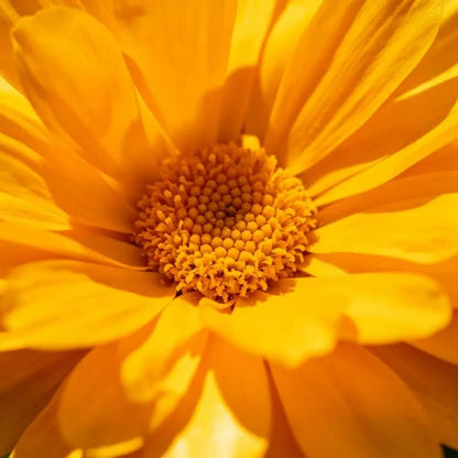 Golden Marigold Seeds - Verdseeds