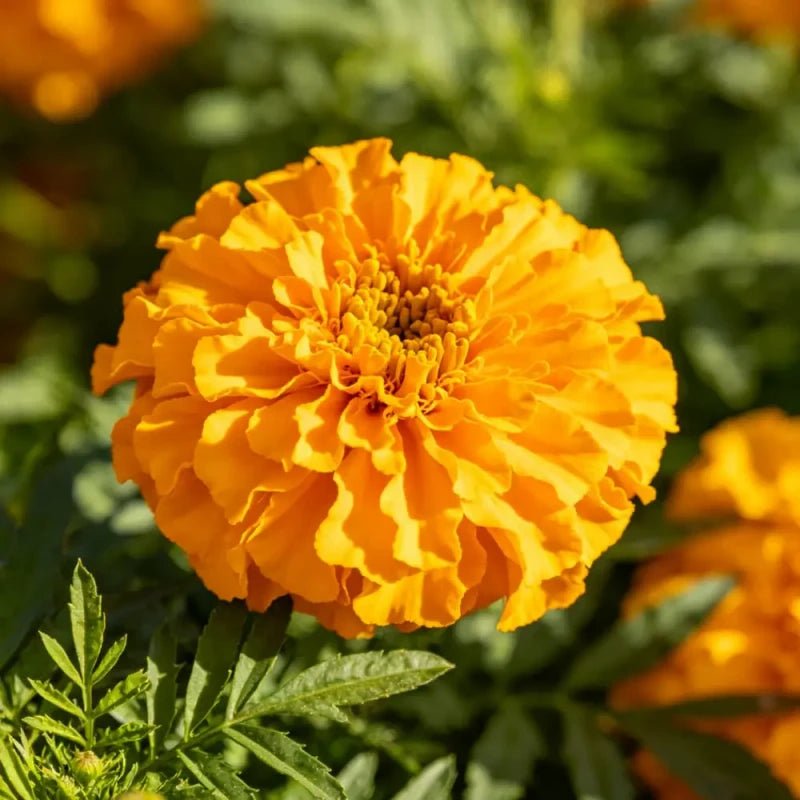 Golden Marigold Seeds - Verdseeds