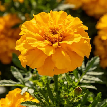 Golden Marigold Seeds - Verdseeds