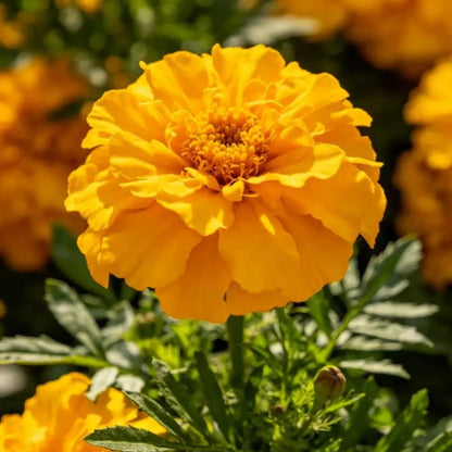 Golden Marigold Seeds - Verdseeds