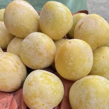 Golden Nai Plum Seeds - Verdseeds