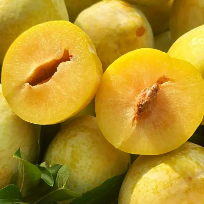 Golden Nai Plum Seeds - Verdseeds