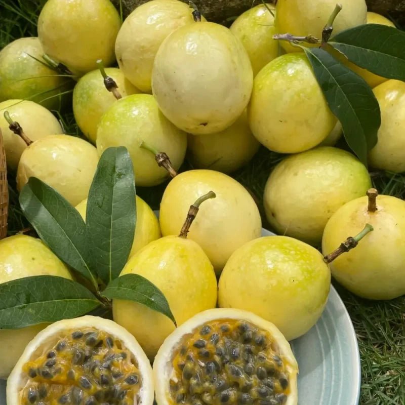 Golden Passion Fruit Seeds - Verdseeds