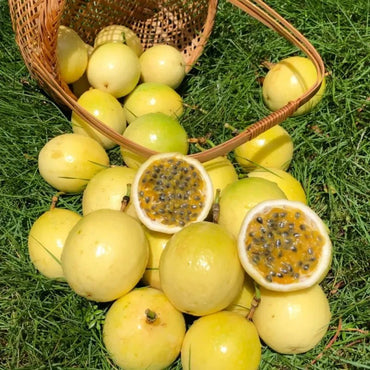 Golden Passion Fruit Seeds - Verdseeds