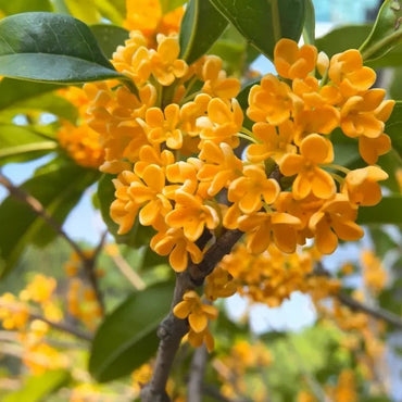 Golden Sweet Osmanthus Seeds - Verdseeds