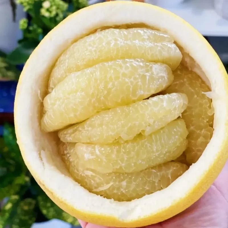 Golden Thread Pomelo Seeds - Verdseeds