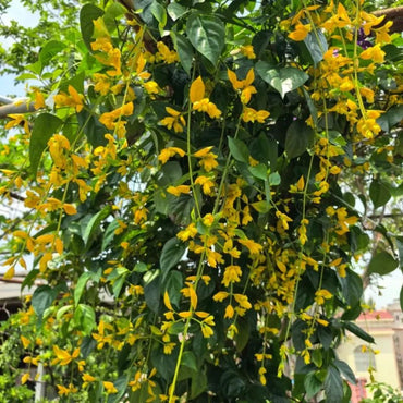 Golden Wisteria Seeds - Verdseeds