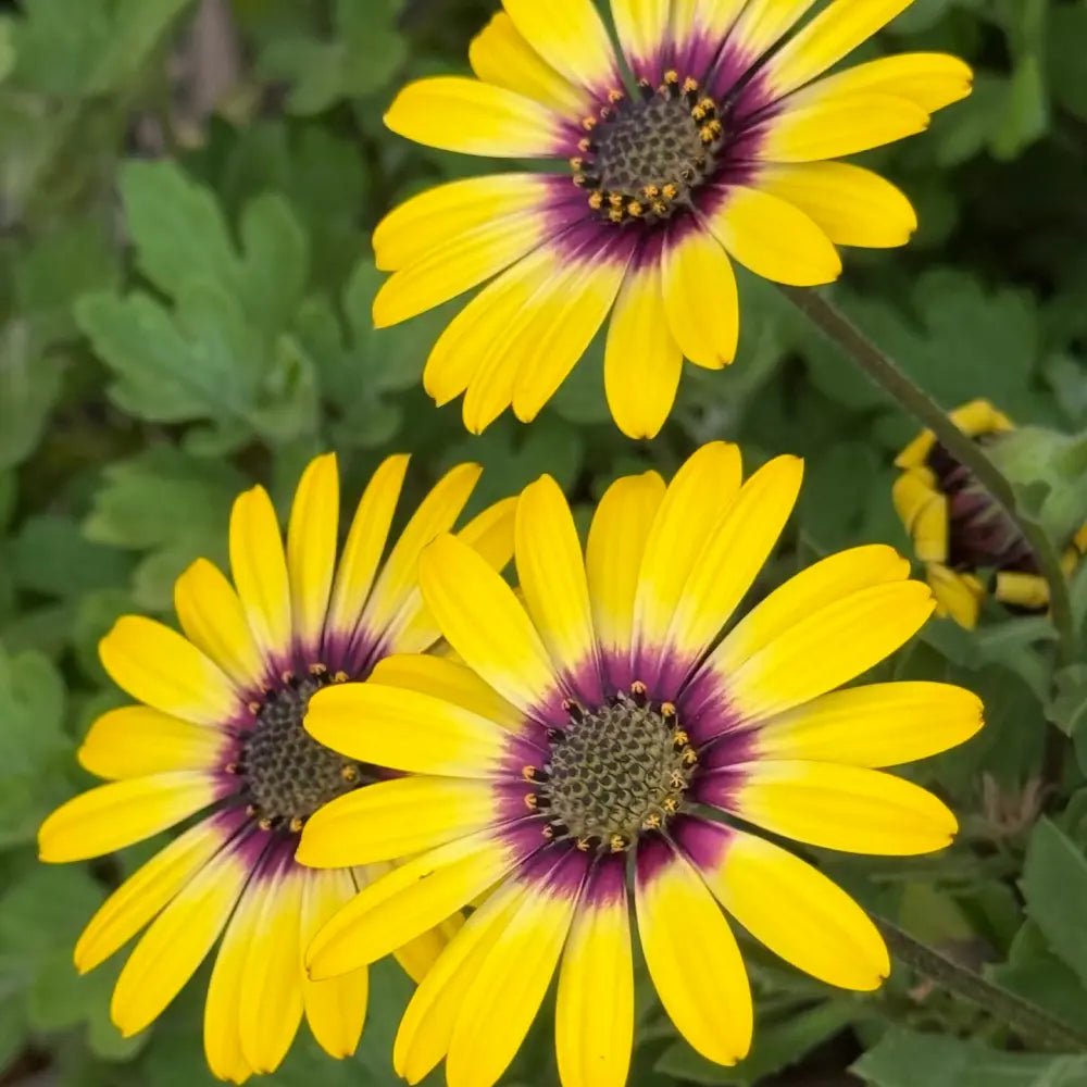 Golden Yellow Satin Flower Seeds - Verdseeds
