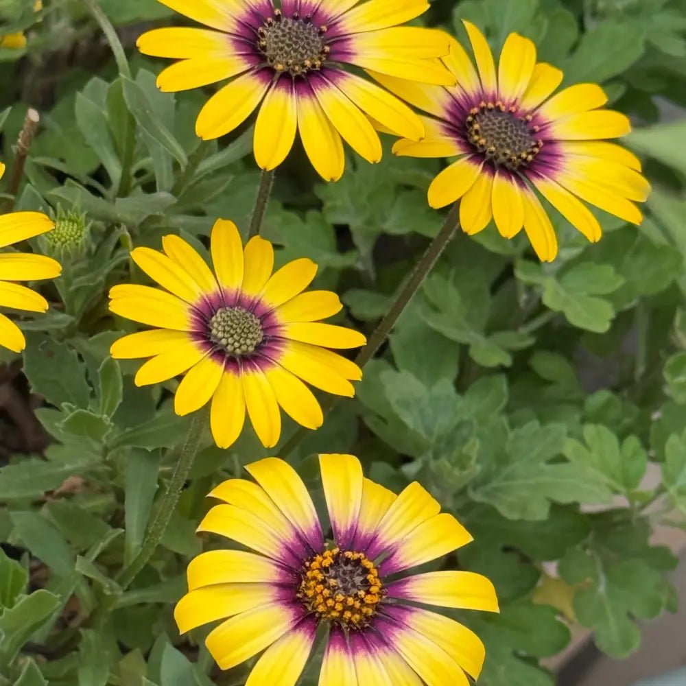 Golden Yellow Satin Flower Seeds - Verdseeds