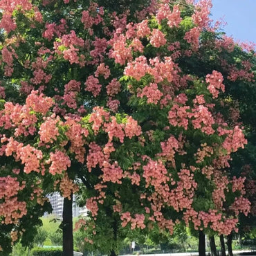 Goldenrain Tree Seeds - Verdseeds