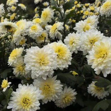 Gongju Edible Chrysanthemum Seeds - Verdseeds