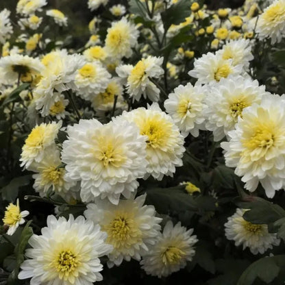 Gongju Edible Chrysanthemum Seeds - Verdseeds