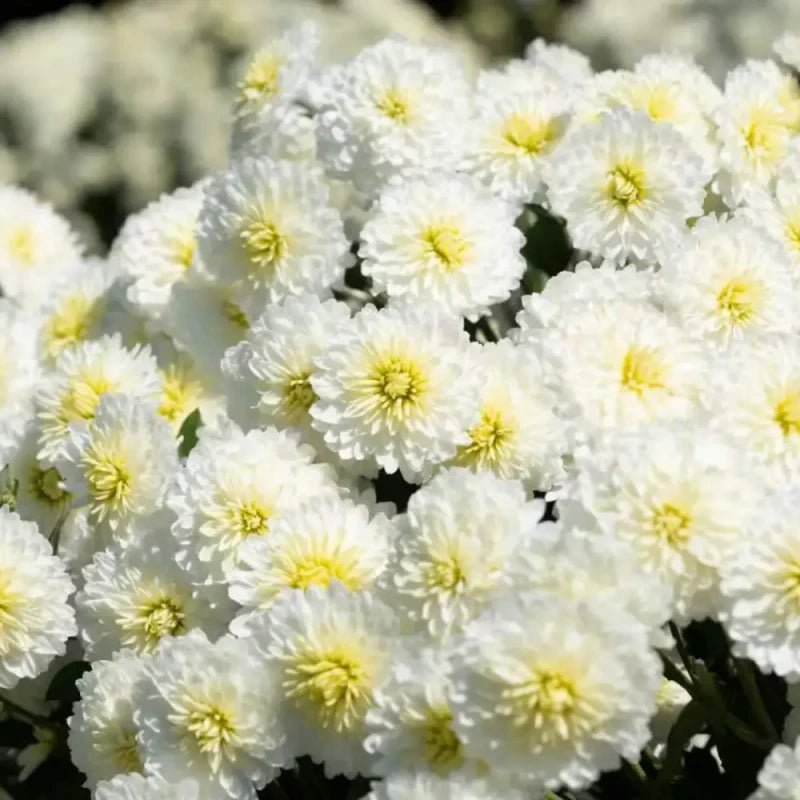 Gongju Edible Chrysanthemum Seeds - Verdseeds