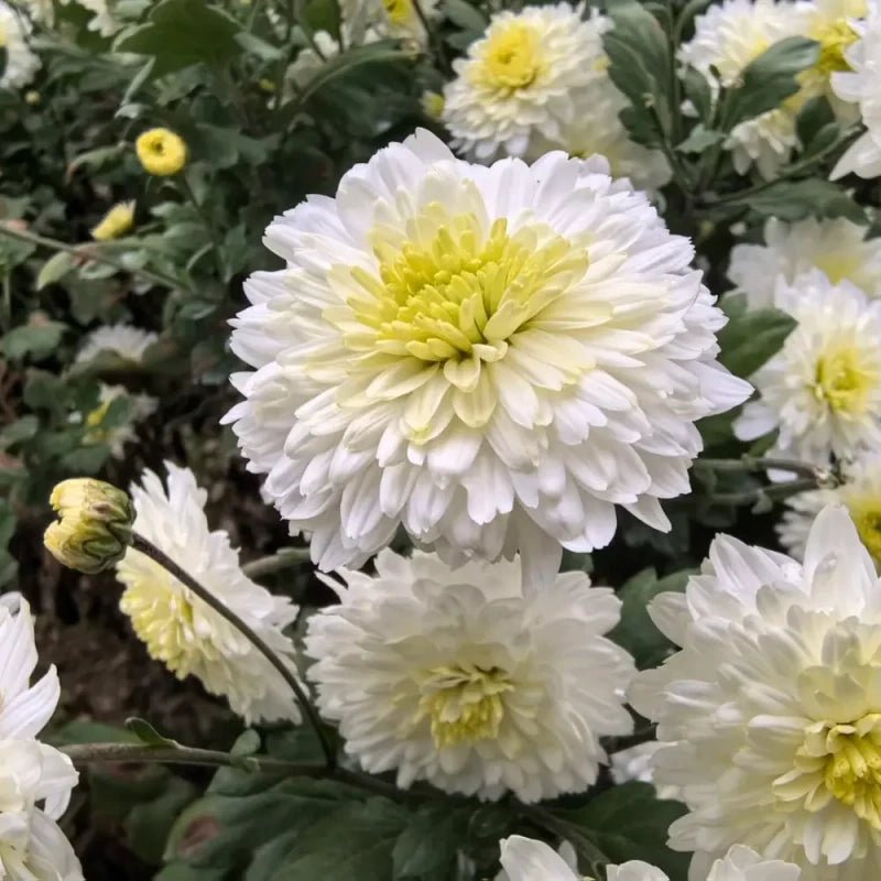 Gongju Edible Chrysanthemum Seeds - Verdseeds