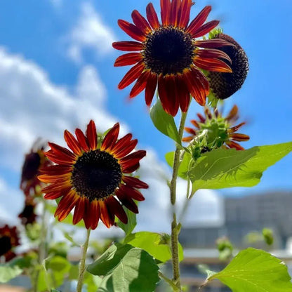 Good Fortune Sunflower Seeds - Verdseeds