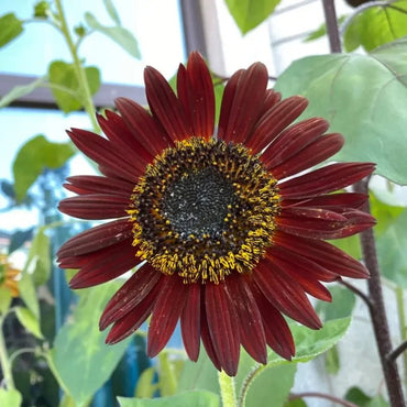 Good Fortune Sunflower Seeds - Verdseeds