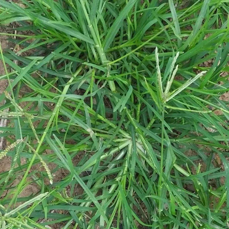 Goosegrass Seeds - Verdseeds