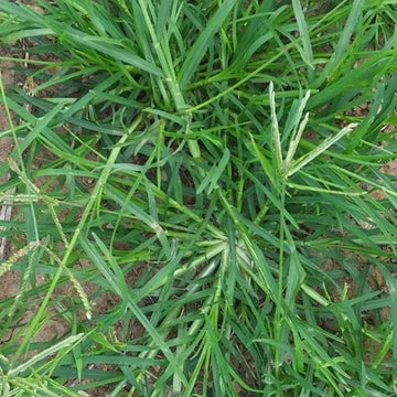Goosegrasses
