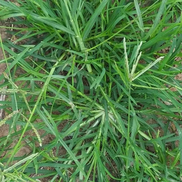 Goosegrass Seeds - Verdseeds