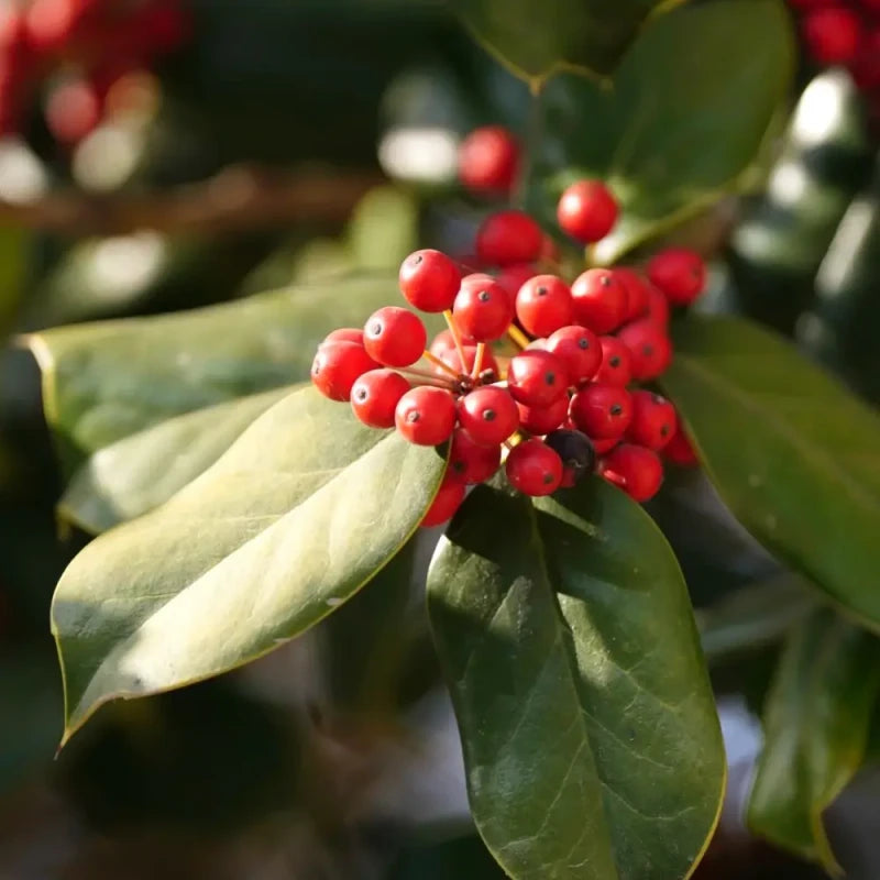 Chinese Holly Seeds