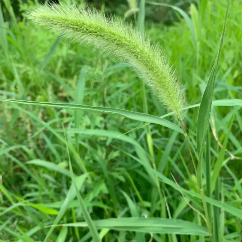 Green Foxtail Seeds