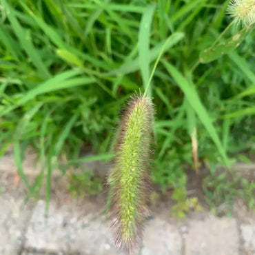 Green Foxtail Seeds