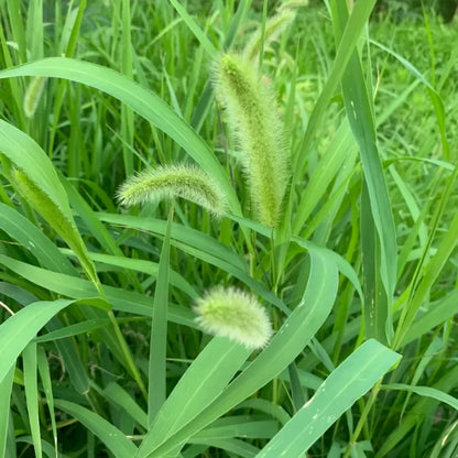 Green Foxtail Seeds