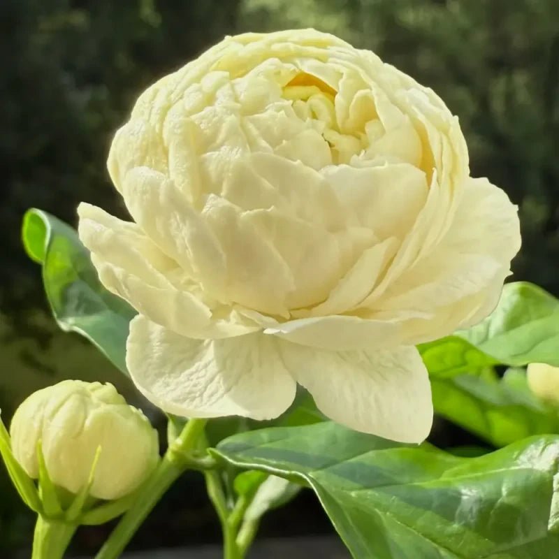 Grand Duke of Tuscany Jasmine Seeds - Verdseeds