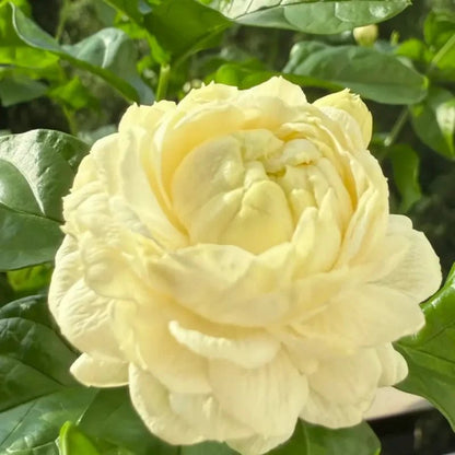 Grand Duke of Tuscany Jasmine Seeds - Verdseeds