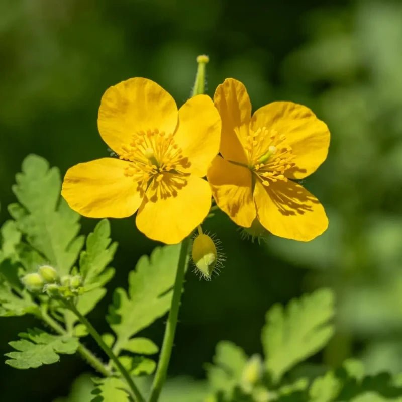 Greater Celandine Seeds - Verdseeds