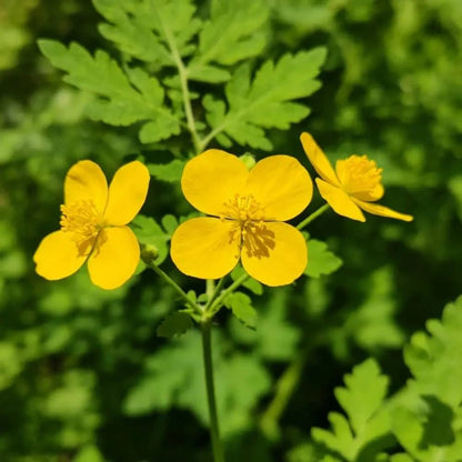 Greater Celandine Seeds - Verdseeds