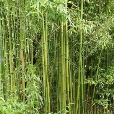 Green Bamboo Seeds - Verdseeds