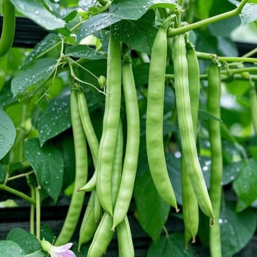 Green Bean Seeds - Verdseeds